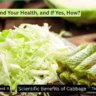Is Eating Cabbage Healthy For Your Health, and If Yes, How? Benefits, Raw Sources, Uses